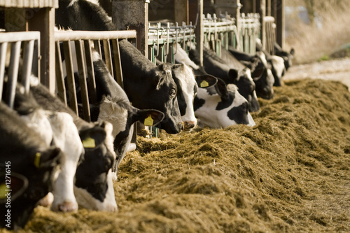 Fotografia, Obraz cows feeding