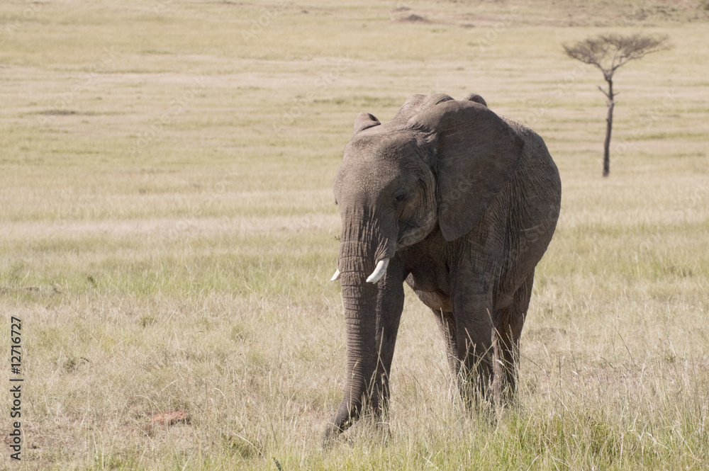 elephants   in savannah