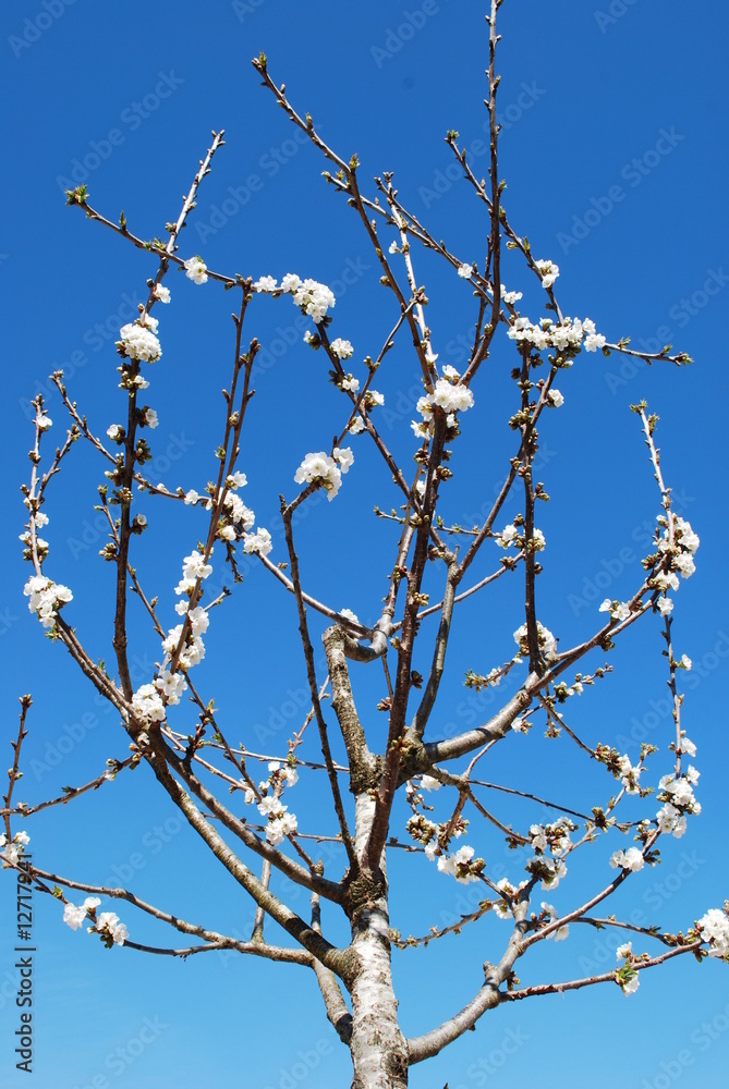 Cherry Tree (Vertical) with Blue Sky Background Cherry Tree (Vertical) with Blue Sky Background