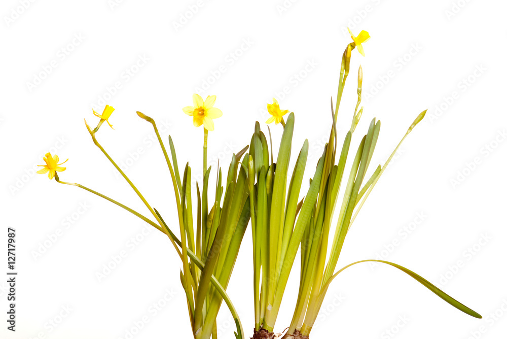 Fototapeta premium Yellow spring narcissus