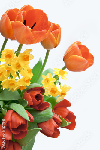 Frühlingsblumen