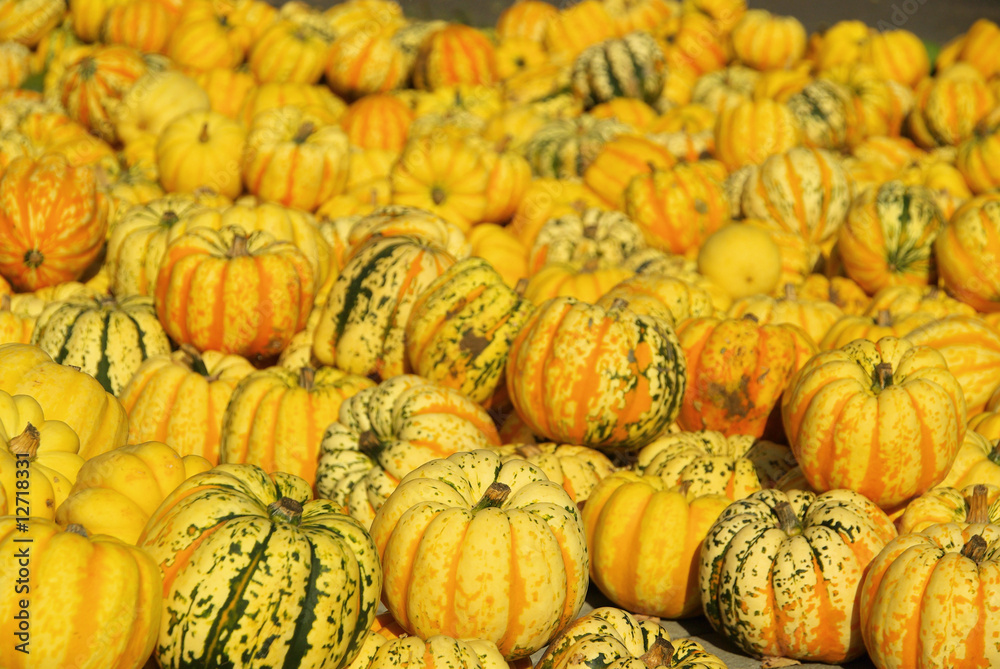 Zierkürbis - ornamental pumkin 08 Zierkürbis - ornamental pumkin 08