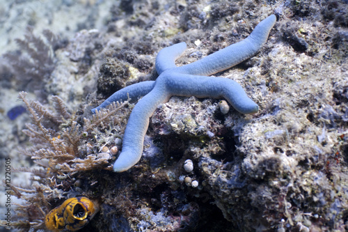 Sea star