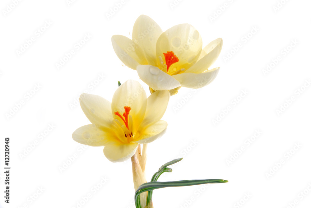 yellow crocus flowers