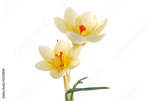 Fototapeta Naklejka Na Ścianę i Meble -  yellow crocus flowers