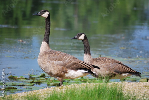 Two geese stand on the edge of a river