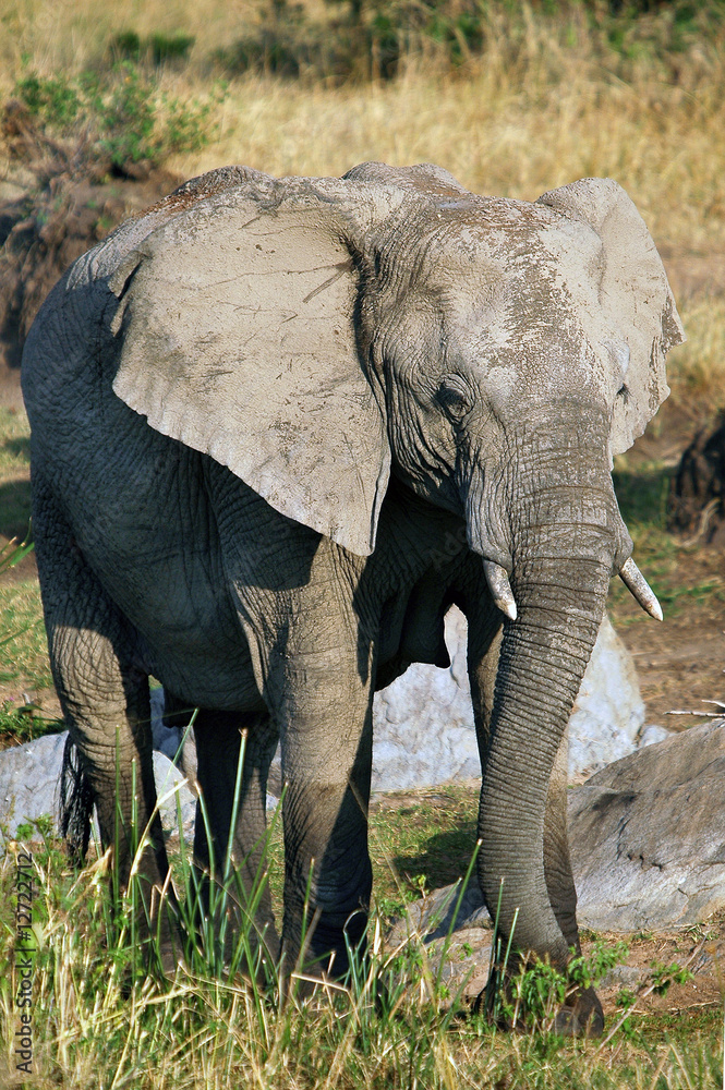 The African Bush Elephant (Loxodonta africana) at Masai Mara