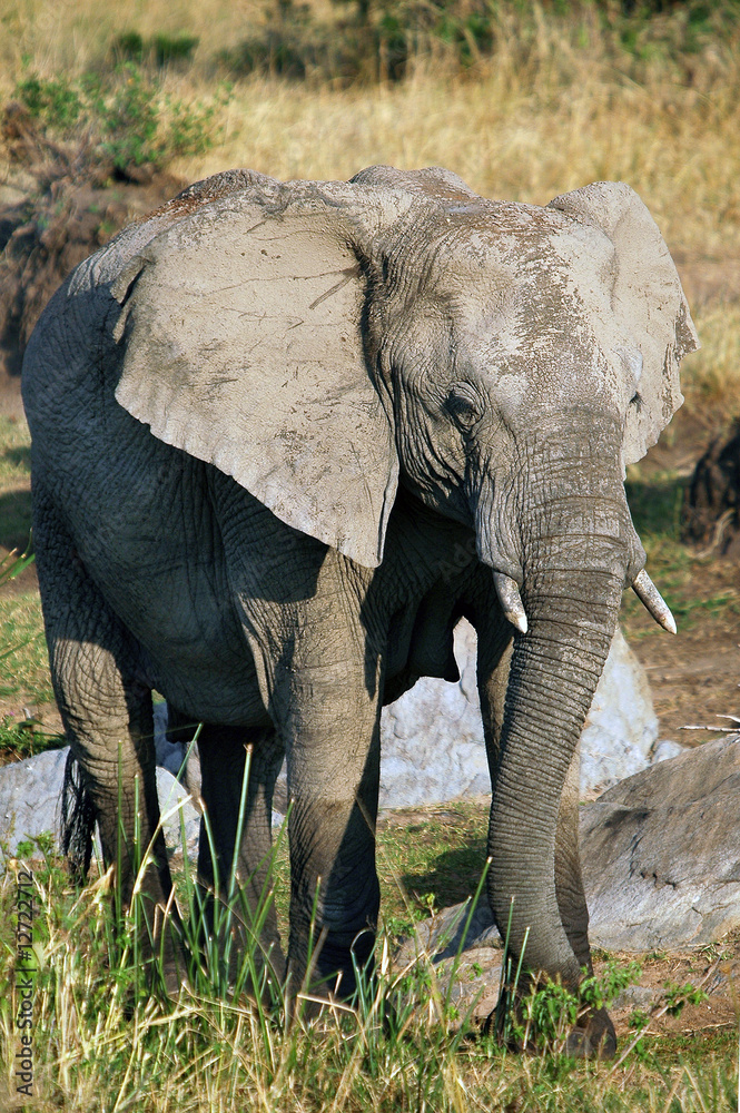 Obraz premium The African Bush Elephant (Loxodonta africana) at Masai Mara