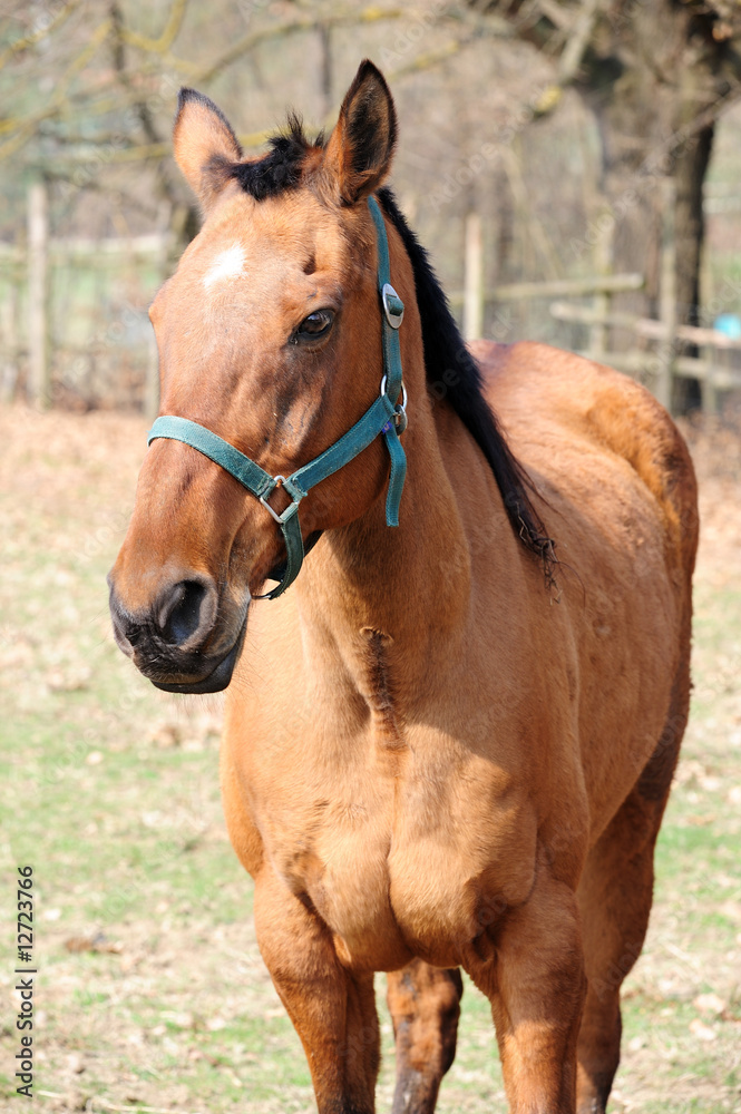 Fototapeta premium Cavallo