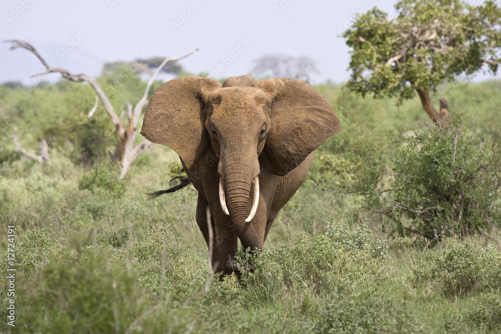 Fototapeta premium elefante maschio