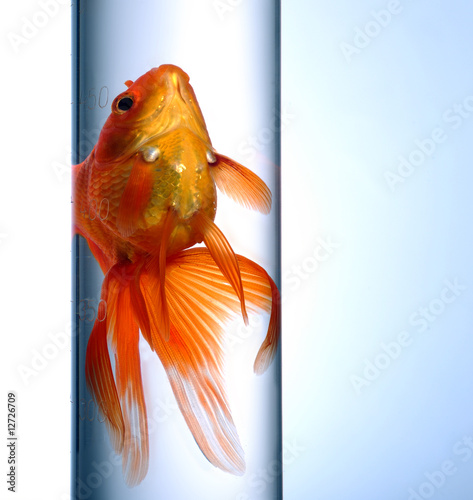 Goldfish
