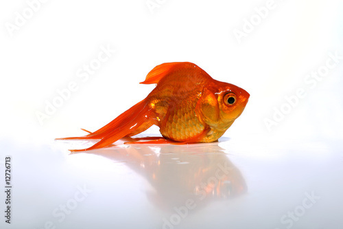 Goldfish