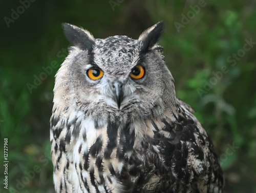 straight looking owl