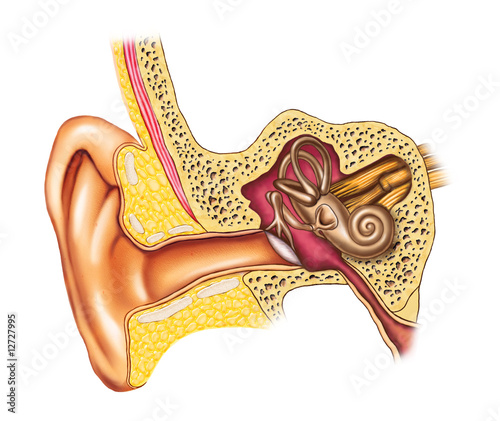 Ear anatomy photo