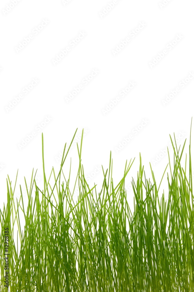 Fototapeta premium grass