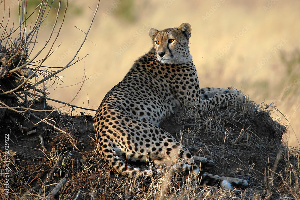Cheetah (Acinonyx jubatus) in the morning sun at Masai Mara Cheetah (Acinonyx jubatus) in the morning sun at Masai Mara