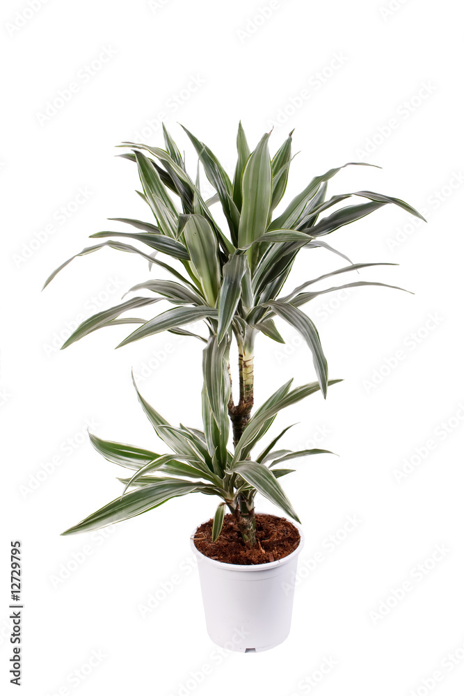 Obraz premium green plant