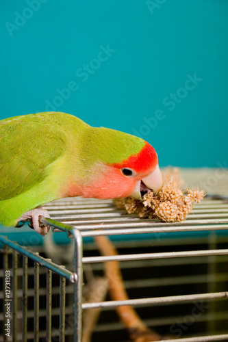 Rosy-faced lovebird eating millet