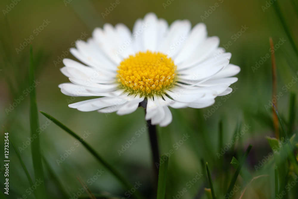 Paquerette Paquerette