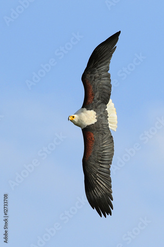 African fish eagle (Haliaeetus vociferoides) at lake Naivasha