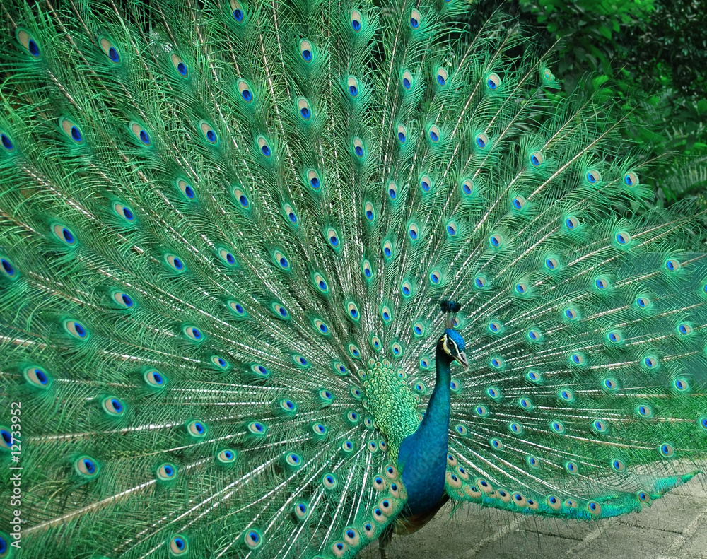 Obraz premium beautiful peacock