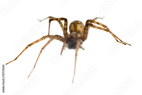 Isolated Spider