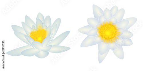 weiße Seerosenblüten / white water lily blossom