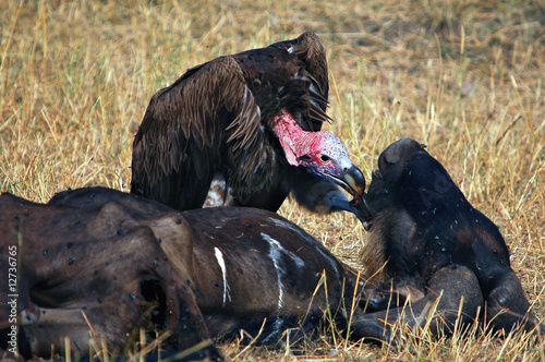 Lappet-faced vulture  kisses  dead wildebeest  Masai Mara