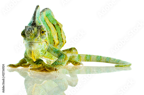 small Chameleon