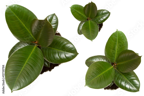 ficus, ruuber plants