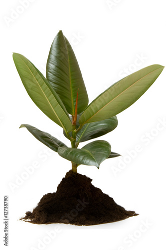 rubber plant, ficus