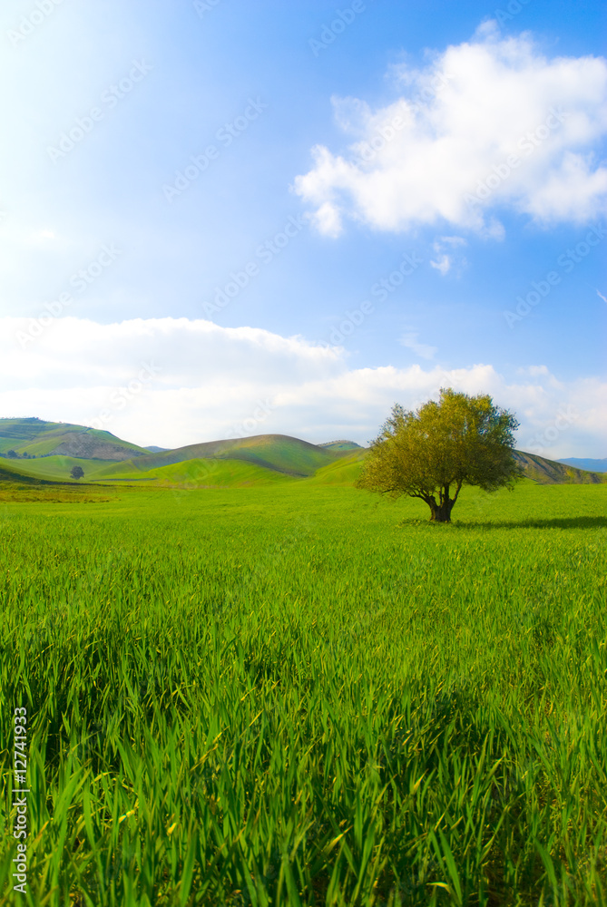 Green landscape with isolated tree