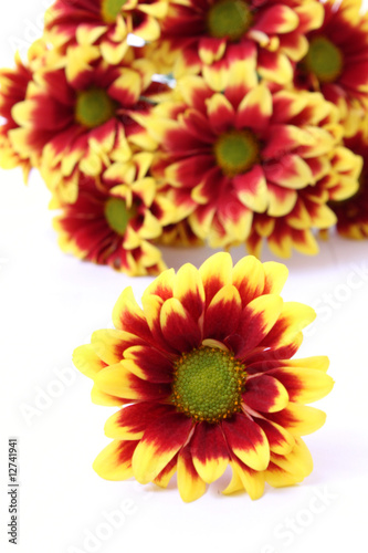 yellow daisy flowers isolated on white