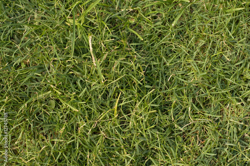 Texture of Green Grass