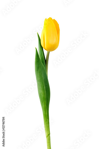 yellow tulip isolated on white with clipping path
