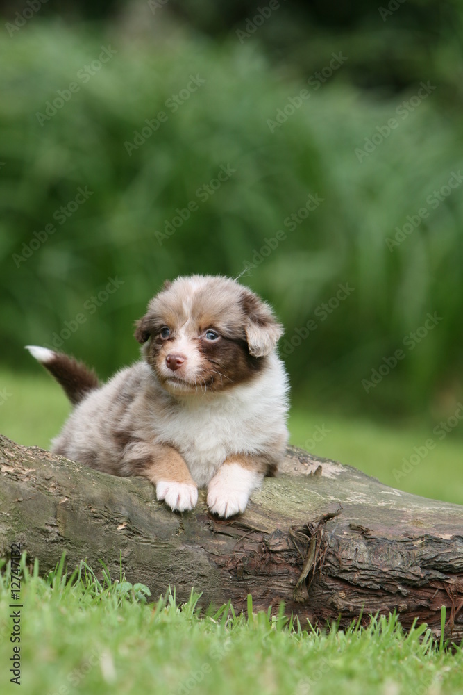 Fototapeta premium le regard coquin d'un chiot berger australien dans le jardin