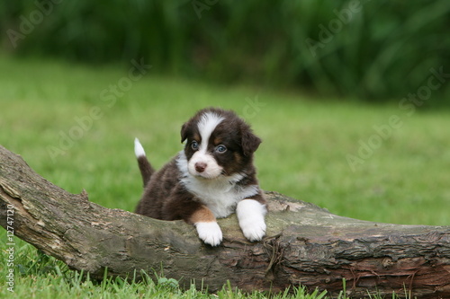 Obraz na płótnie moment de detente pour le chiot berger australien w salonie