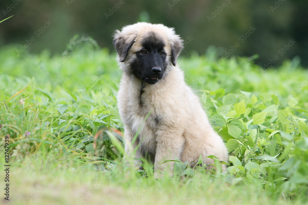 chiot cao de la serra de estrela assis de face qui se repose