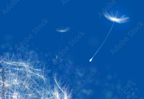 Dandelions flying on a blue tinted background