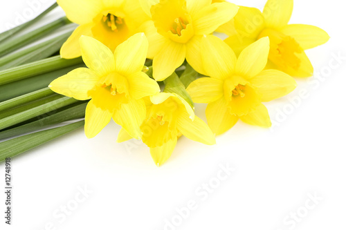 yellow narcissus