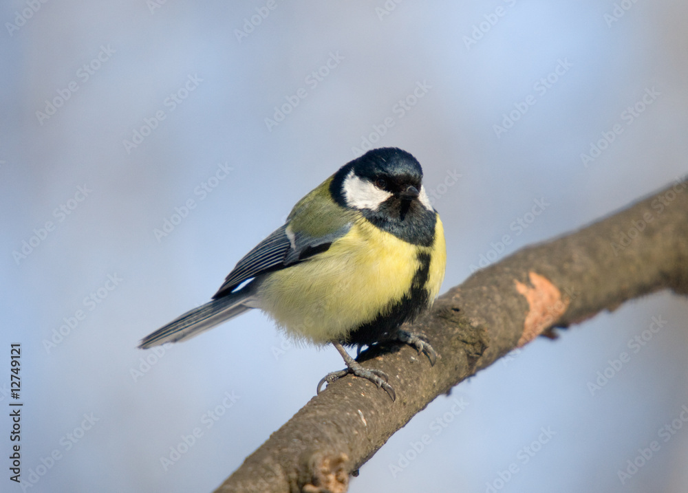 Obraz premium Titmouse on branch