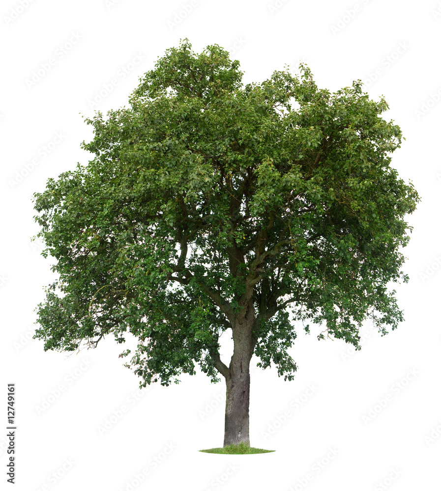 Obraz premium Isolated Apple Tree