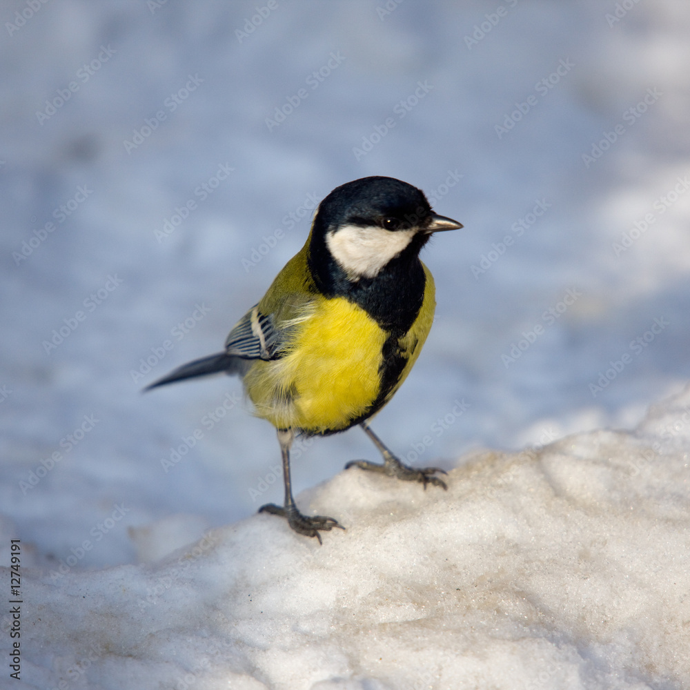 Titmouse on snow Titmouse on snow