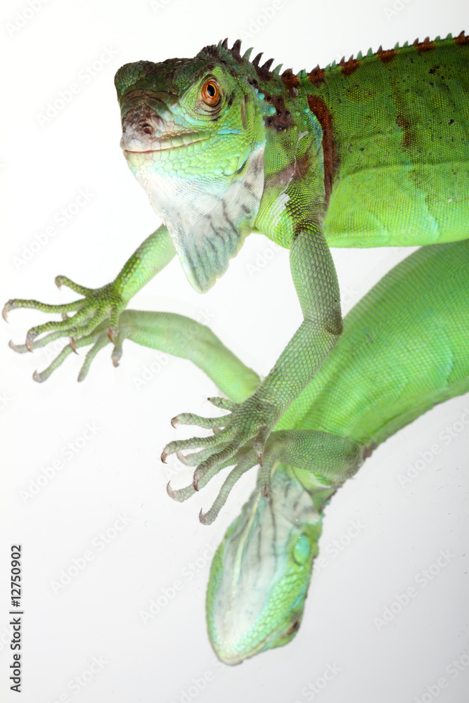 Fototapeta premium Green Iguana