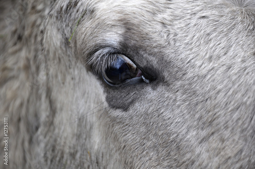 Pferdeauge - Auge photo