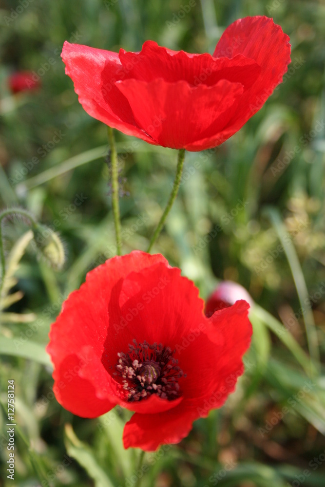 Obraz premium Coquelicot 03