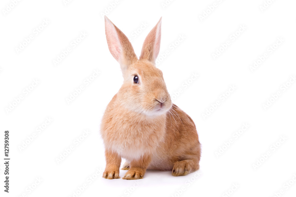 Fototapeta premium Curious young red rabbit isolated on white background..