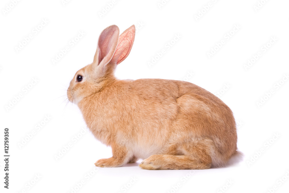Naklejka premium Timid young red rabbit isolated on white background.