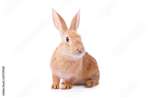 Curious young red rabbit isolated on white background..