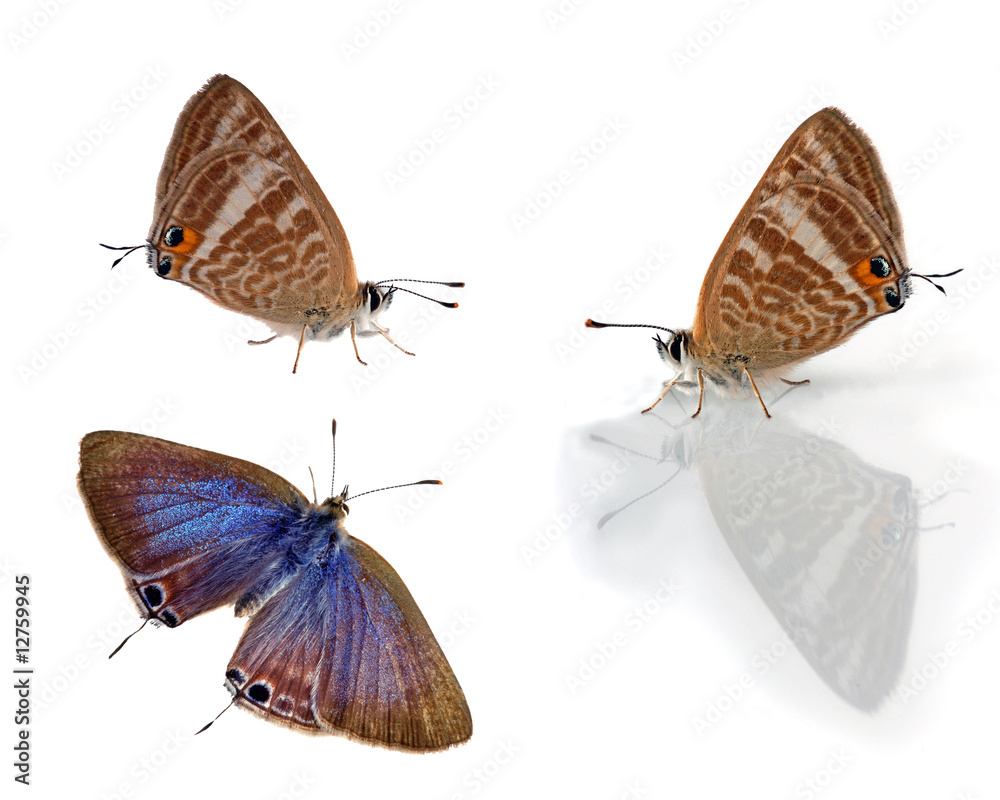 Obraz premium Three Blue butterflies. Lampides boeticus.